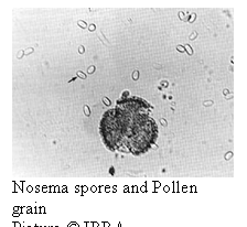 Text Box:  
Nosema spores and Pollen grain
Picture  IBRA
