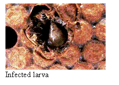 Text Box:  
Infected larva

