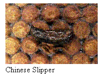 Text Box:  Chinese Slipper