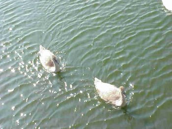 Swans in Docklands