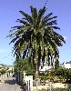date palm