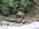 moat bear