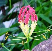 سبحان الله Praslin_flower