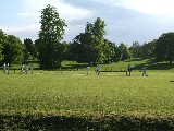 Cricket