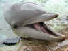 dolphin.JPG (27882 bytes)