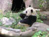 panda.JPG (35976 bytes)
