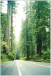 redwoods.jpg (23176 bytes)