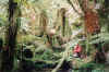 rainforest.JPG (179584 bytes)