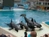 seaworld.JPG (30949 bytes)