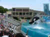 shamu.JPG (30310 bytes)