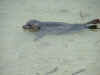 wildseal.JPG (17061 bytes)