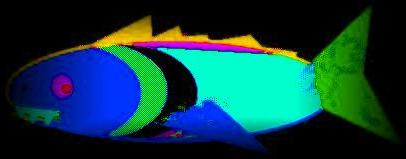 I'm not swimming that way fish