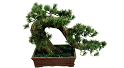 Bonsai tree picture:
Provides some decoration,
Left of the title.