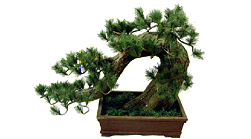Bonsai tree picture:
The same as the other one...
But mirror image