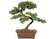 bonsai tree