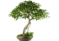 Bonsai tree