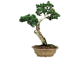 Bonsai tree