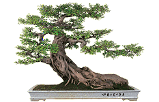 bonsai tree