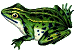 This is nothing but
A little froggy picture
To round off the page.