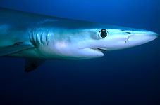 Blue Shark