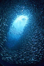 Spiral Blue