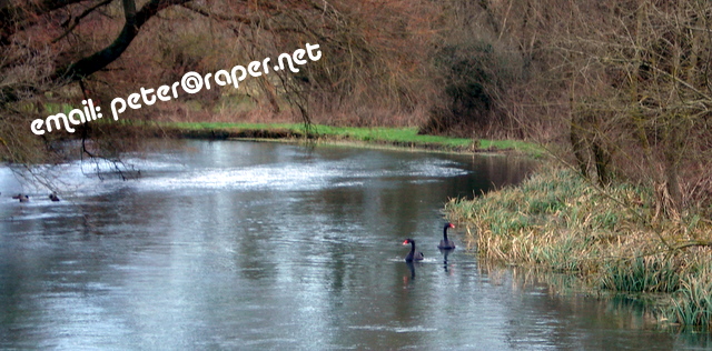 Black Swans at Ramsbury with email address. peter at raper.net