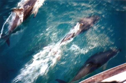  The boat was surrounded by dolphins.