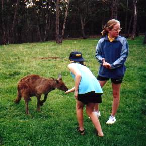 Mels feeds Kangaroo.