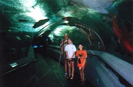 Sharks and Rays swim over our heads.