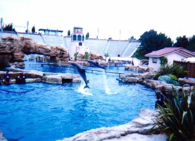 The dolphin show.
