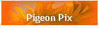 Pigeon Pix