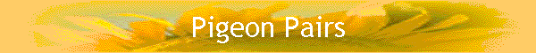 Pigeon Pairs