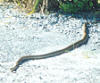 King Brown Snake