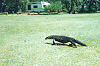 A Goanna