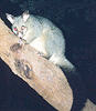 Common Brushtail Possum