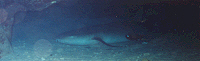 Photo of a Nurse Shark