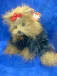 Yappy the baby Yorkie