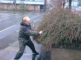 On the way to the game and Screacher does his usual hedge trimming...For good luck