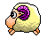 the sheep
