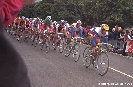 The head of the peloton (Steels visible on the left)