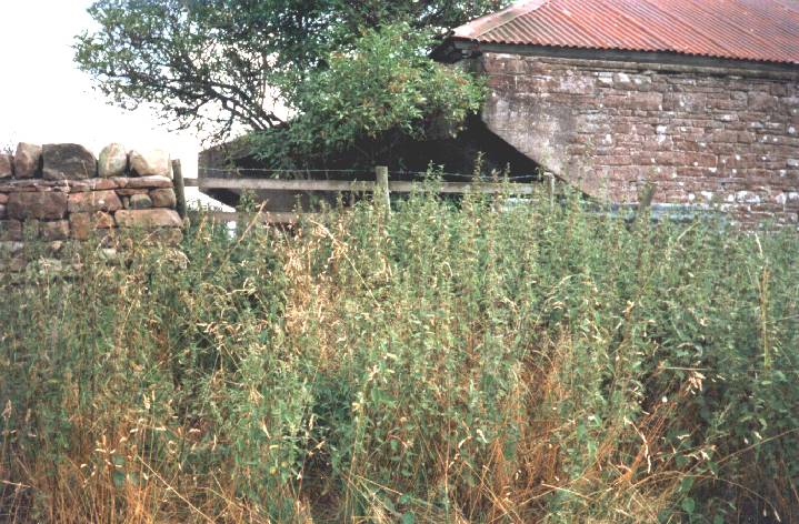 91KB jpeg. Overview showing how gun pit is blended into ordinary agricultural
	building