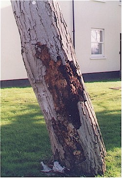 Dead bark on Walnut.