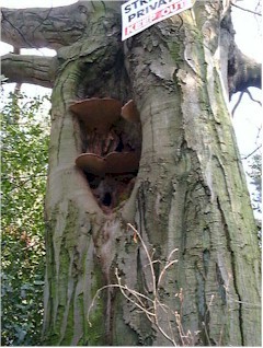 Ganoderma on Beech