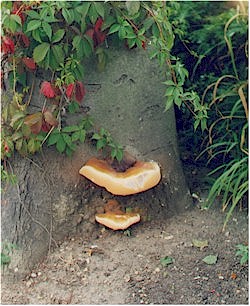 Young Ganoderma on Beech