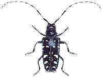 longhorn.gif (4042 bytes)