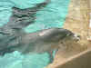 seaworld1.jpg (78380 bytes)