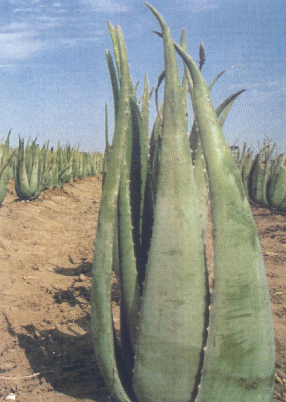 Aloe Plant.JPG (194567 bytes)