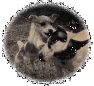 Jack Russels
