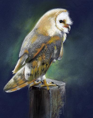barn owl pastel