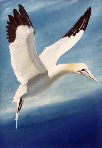 gannet